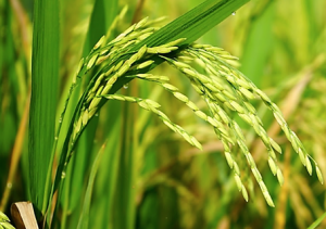 Biochar impacts on carbon dioxide, methane emission, and cadmium accumulation in rice from Cd-contaminated soils; A meta-analysis