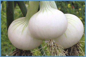 Identification of a candidate gene for the I locus determining the dominant white bulb color in onion (Allium cepa L.)