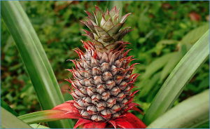 AcMYB266, a key regulator of the red coloration in pineapple peel: a case of subfunctionalization in tandem duplicated genes 