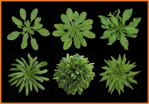 Ubiquitin-specific protease UBP14 stabilizes HY5 by deubiquitination to promote photomorphogenesis in Arabidopsis thaliana