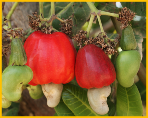 Distribution, characterization and chemical management of noxious shrub weed (Dichapetalum stuhlmannii Engl) in cashew in southeastern Tanzania