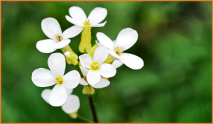 Sugar signaling modulates SHOOT MERISTEMLESS expression and meristem function in Arabidopsis