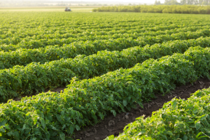 UK Introduces Legislation Supportive of Precision Breeding