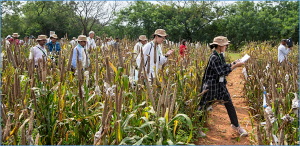 Biofortified Forage, Summer Pearl Millet, and Multi-Trait Cultivars Lead Discussions at Pearl Millet Scientists` Field Day