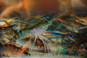 Watershed, Evogene, and BGU to Expand Gene Editing Applications to White Leg Shrimp and Red Swamp Crayfish