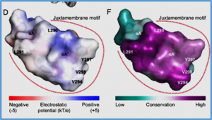 A conserved juxtamembrane motif in plant NFR5 receptors is essential for root nodule symbiosis