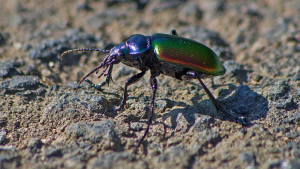 The wonder and importance of biological control in farming and agrifood systems