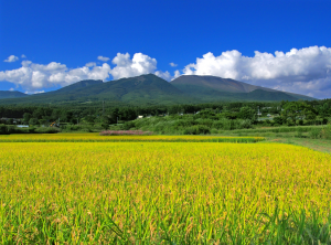 High-yield Rice Emits up to 70% Less Methane