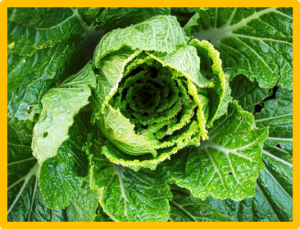 Brems1 mutation induced tapetum deficiency leading to male sterility in Chinese cabbage (Brassica rapa L. ssp. pekinensis)