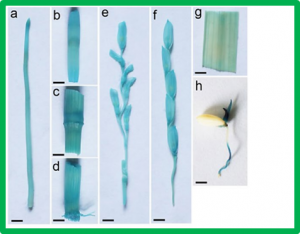 OsPP65 Negatively Regulates Osmotic and Salt Stress Responses Through Regulating Phytohormone and Raffinose Family Oligosaccharide Metabolic Pathways in Rice