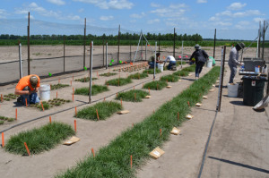 NZ`s Environmentally Sustainable Ryegrass for Livestock Makes Steady Progress in the Field