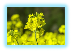 Fine mapping of a silique length- and seed weight-related gene in Brassica napus
