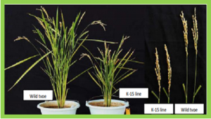 Targeted mutation of GA20ox-2 gene using CRISPR/Cas9 system generated semi-dwarf phenotype in rice