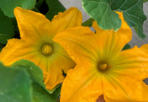 Modified photoperiod response of CsFT promotes day neutrality and early flowering in cultivated cucumber