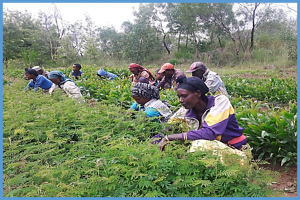 Prioritising agroforestry in the policy agenda: six recommendations to scaling