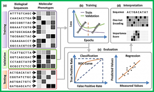 Deep learning for plant genomics and crop improvement