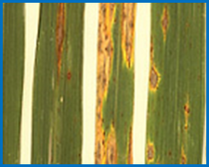 Transcriptome Profiling of the Rice Blast Fungus Magnaporthe oryzae and Its Host Oryza sativa During Infection