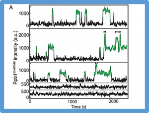 Dynamics of RNA polymerase II and elongation factor Spt4/5 recruitment during activator-dependent transcription