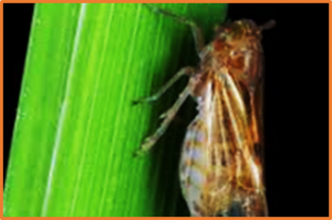 Exploring resistance mechanisms and identifying QTLs for brown planthopper in tropical and subtropical rice (Oryza sativa L.) germplasm