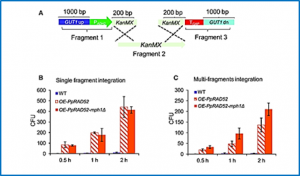 Recombination machinery engineering facilitates metabolic engineering of the industrial yeast Pichia pastoris
