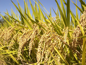 Deep Learning Utilization in Agriculture: Detection of Rice Plant Diseases Using an Improved CNN Model 