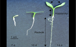Induced mutation in ELONGATED HYPOCOTYL5 abolishes anthocyanin accumulation in the hypocotyl of pepper