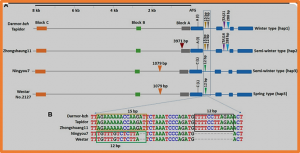Transposon insertions within alleles of BnaFT.A2 are associated with seasonal crop type in rapeseed