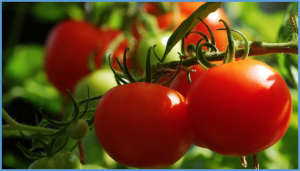 Genome-wide analysis of KCS genes in tomato and functional characterization of SlKCS8 and SlKCS10 in drought tolerance