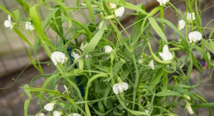 How the plant with a toxic past can become a climate-smart crop of tomorrow