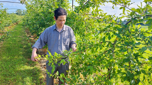 &ldquo;Weeping&rdquo; Gene and CRISPR Combo Can Boost Apple Fruit Production