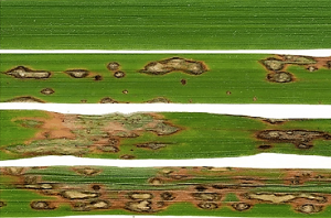 Rice Blast Lesions: an Unexplored Phyllosphere Microhabitat for Novel Antagonistic Bacterial Species Against Magnaporthe oryzae