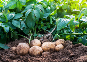 Super Pangenome of Potato Could Lead to the Next Super Potato