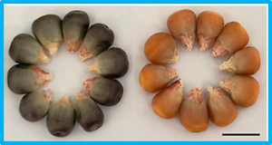 Transcriptome Analysis Revealed the Potential Molecular Mechanism of Anthocyanidins` Improved Salt Tolerance in Maize Seedlings