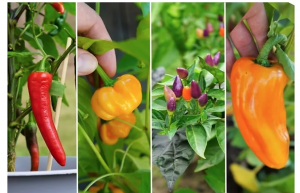 Accurate, automated taxonomic assignment of genebank accessions: a new method demonstrated using high throughput marker data from 10,000 Capsicum spp. accessions 