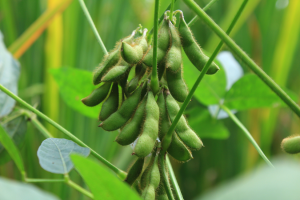 CRISPR-induced Mutations Lead to Soybean Cyst Nematode Resistance