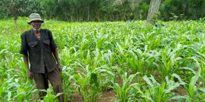 Forging partnerships to tackle invasive species in Ghana`s farming communities 