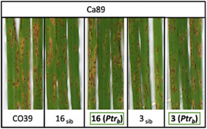 Genome-wide association analysis uncovers rice blast resistance alleles of Ptr and Pia