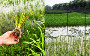 Euroseeds Condemns Destruction of Italy`s First Open Field Trial of Gene-edited Rice `RIS8imo`