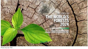 FAO Pushes for Innovation for a Sustainable Future of Forests