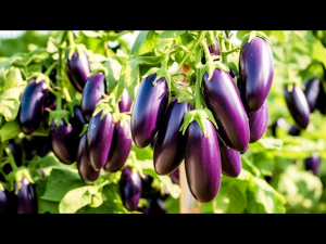 Understanding public perspectives on genetically engineered Brinjal and the adoption of modern biotechnology in Bangladesh