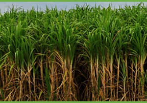 First investigation into the genetic control of meiosis in sugarcane