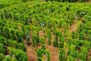 Gene Editing to Boost Yam Production in Africa