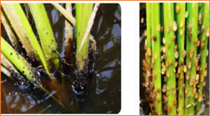 Breeding for brown plant hopper resistance in rice: recent updates and future perspectives