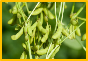 Target lines for recombinase-mediated gene stacking in soybean