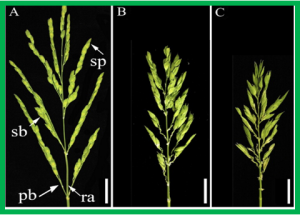 Assessment of the effect of ten heading time genes on reproductive transition and yield components in rice using a CRISPR/Cas9 system