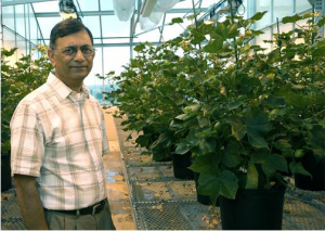 FDA Approves Texas A&M`s Ultra-Low Gossypol Cotton for Human and Animal Consumption