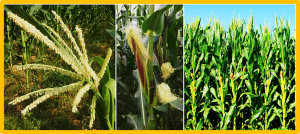 Maize B chromosome affects the flowering time