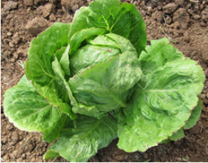 UPenn Develops Lettuce That Stimulates Bone Building Cells