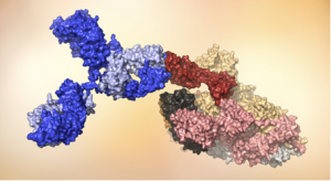Scientists Find Super-potent Human Antibodies from Recovered COVID-19 Patients