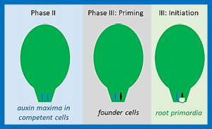 Reprogramming of Cell Fate During Root Regeneration by Transcriptional and Epigenetic Networks